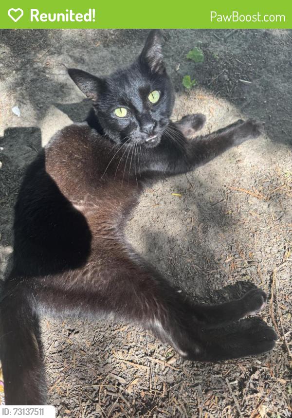 Reunited Unknown Cat last seen Rae Ln, Madison, WI 53711