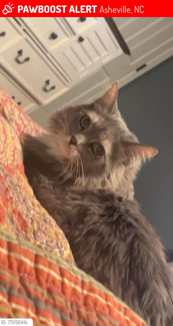 Lost Female Cat last seen Right off pinners cove road, Asheville, NC 28803