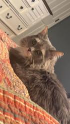 Lost Female Cat last seen Right off pinners cove road, Asheville, NC 28803