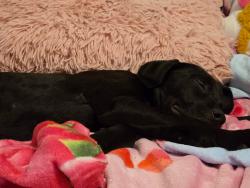 Reunited Male Dog last seen Landmark Rd, North Carolina, USA, Johnston County, NC 27592