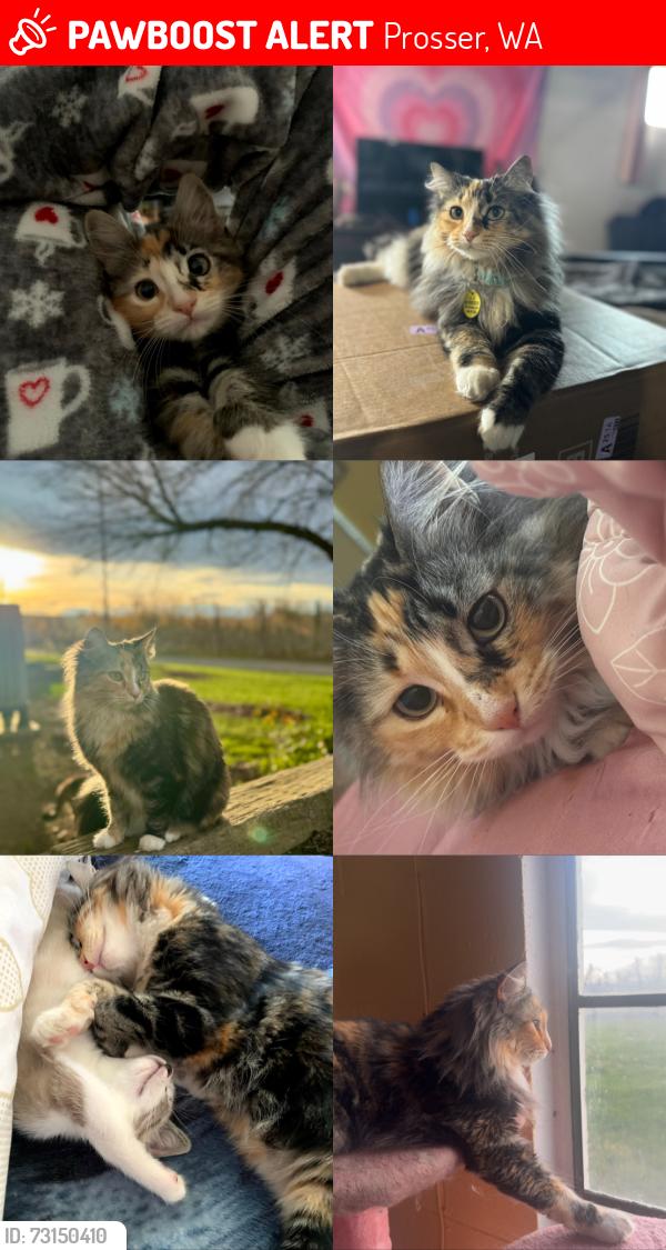 Lost Female Cat last seen Near W Snipes Road, Prosser, WA 99350