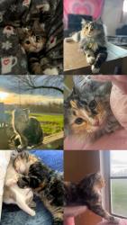 Lost Female Cat last seen Near W Snipes Road, Prosser, WA 99350