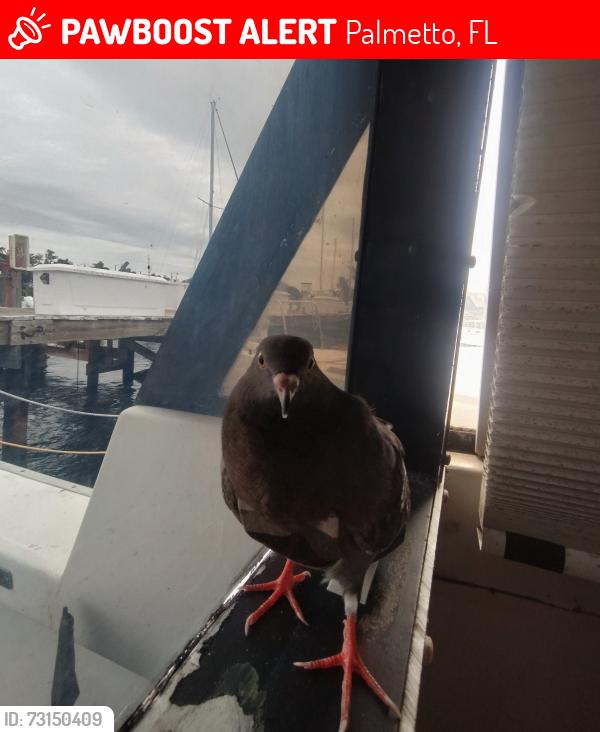 Lost Female Bird last seen Regetta point marina, Palmetto, FL 34221