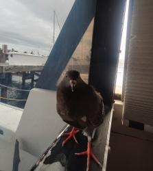 Lost Female Bird last seen Regetta point marina, Palmetto, FL 34221