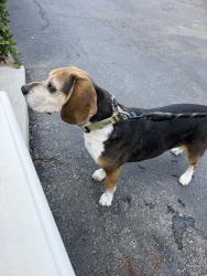 Found/Stray Male Dog last seen Mar Vista, Whittier, CA 90602