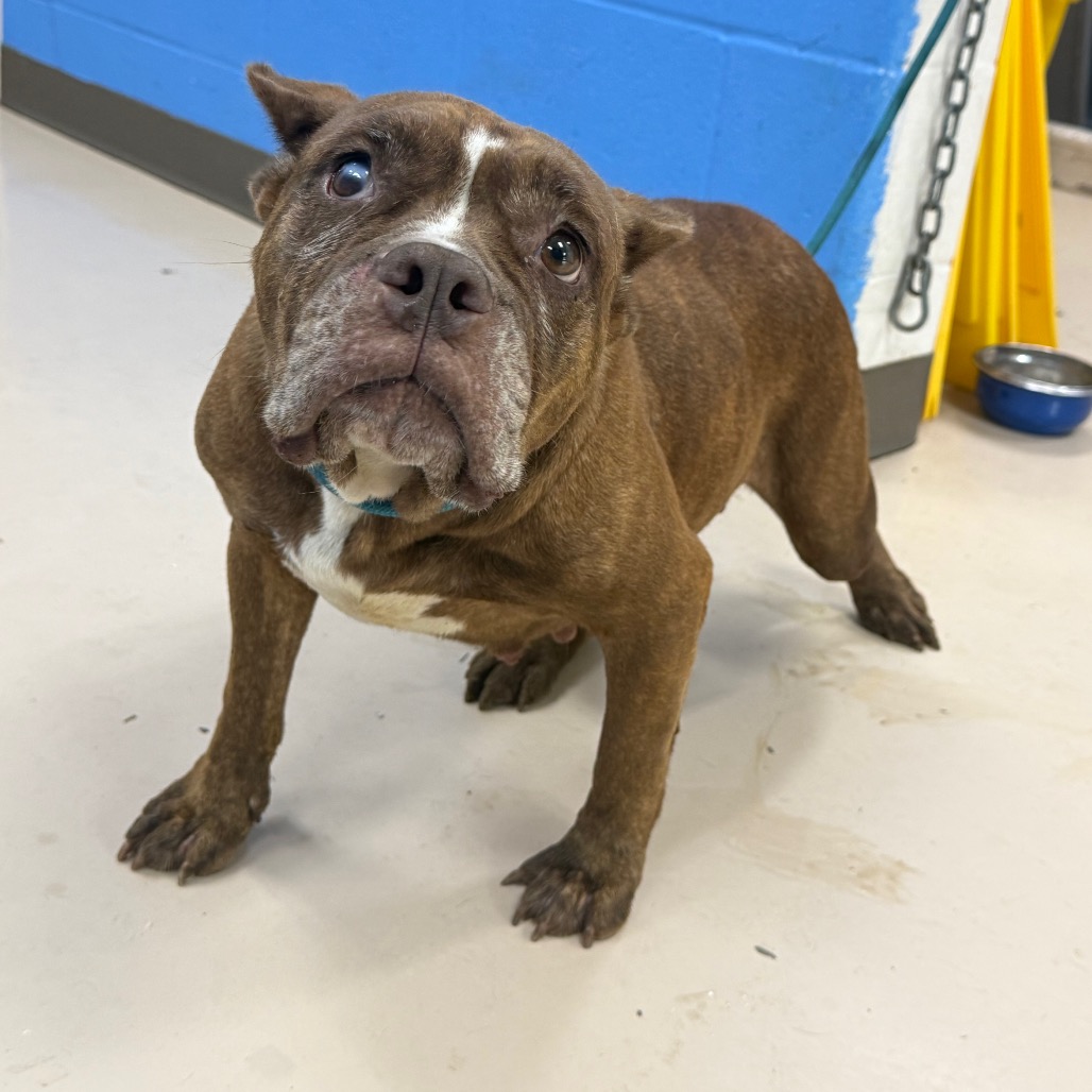 Shelter Stray Female Dog last seen , 901 N Haverty St, Pine Bluff, AR 71601, USA