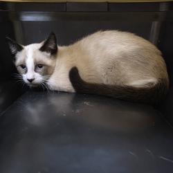 Shelter Stray Male Cat last seen , 800 Southwest Dr, Cheyenne, WY 82007, USA