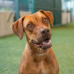 Shelter Stray Female Dog last seen , 361 S Raymond Ave, Pasadena, CA 91105, USA