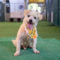Shelter Stray Male Dog last seen , 361 S Raymond Ave, Pasadena, CA 91105, USA