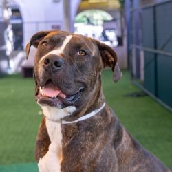 Shelter Stray Male Dog last seen , 361 S Raymond Ave, Pasadena, CA 91105, USA