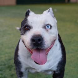 Shelter Stray Female Dog last seen , 361 S Raymond Ave, Pasadena, CA 91105, USA