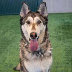 Shelter Stray Female Dog last seen , 361 S Raymond Ave, Pasadena, CA 91105, USA