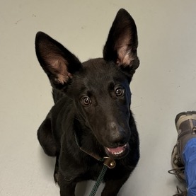 Shelter Stray Male Dog last seen , 14 Forever Friend Ln, Asheville, NC 28806, USA