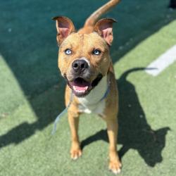 Shelter Stray Male Dog last seen , 2350 Appling City Cove, Memphis, TN 38133, USA