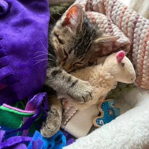 Shelter Stray Female Cat last seen , 2350 Appling City Cove, Memphis, TN 38133, USA