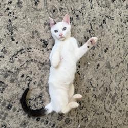 Shelter Stray Female Cat last seen , 2350 Appling City Cove, Memphis, TN 38133, USA