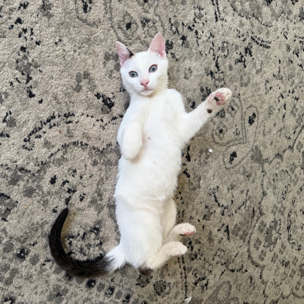 Shelter Stray Female Cat last seen , 2350 Appling City Cove, Memphis, TN 38133, USA