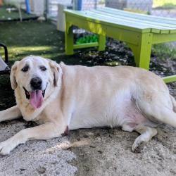 Shelter Stray Male Dog last seen , 8020 Washington St, Port Richey, FL 34668, USA