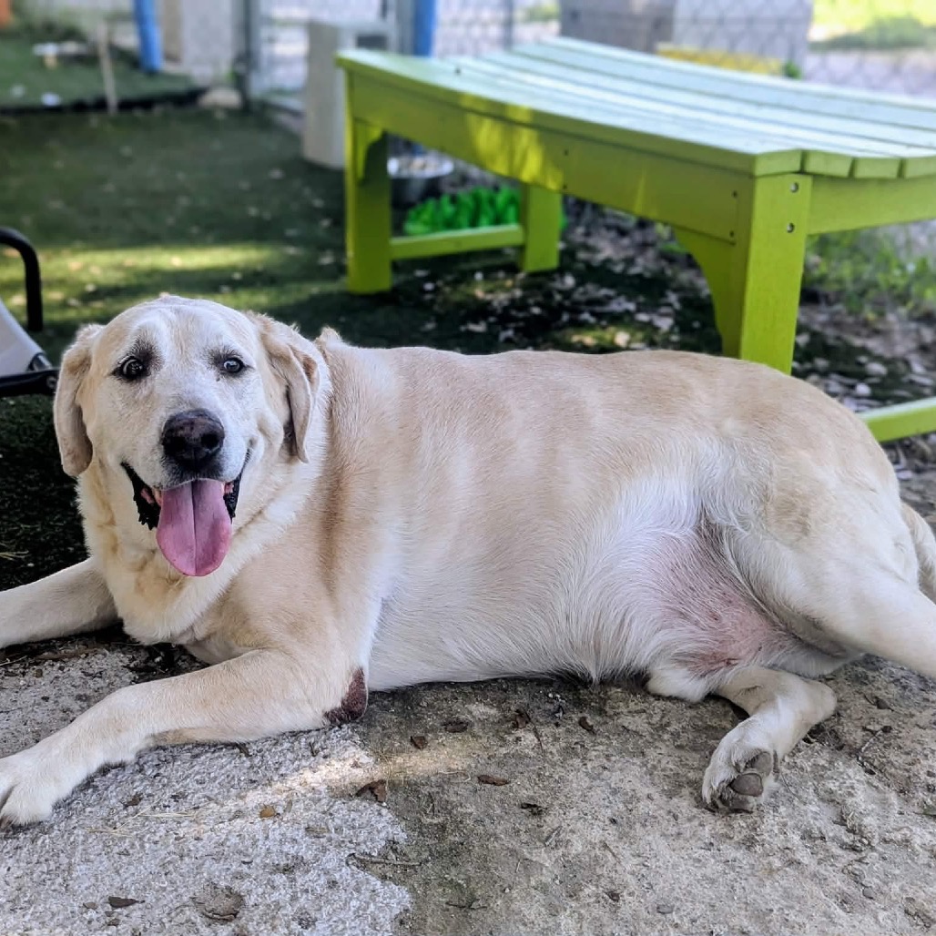 Shelter Stray Male Dog last seen , 8020 Washington St, Port Richey, FL 34668, USA