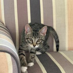 Shelter Stray Male Cat last seen , 2350 Appling City Cove, Memphis, TN 38133, USA