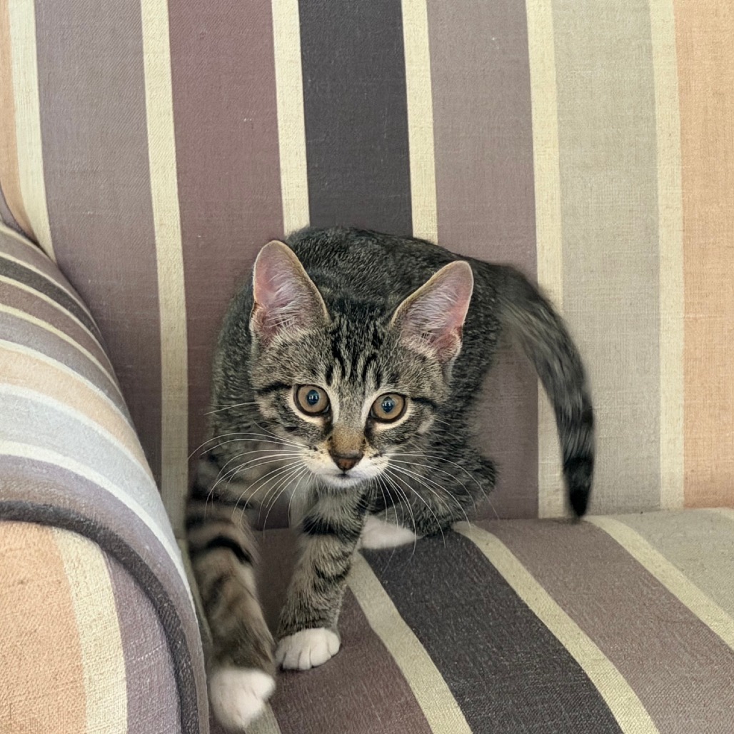 Shelter Stray Male Cat last seen , 2350 Appling City Cove, Memphis, TN 38133, USA
