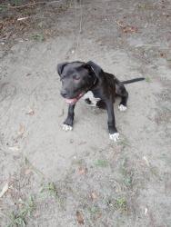 Found/Stray Male Dog last seen H st near williams st and Manning, Sumter, SC 29150