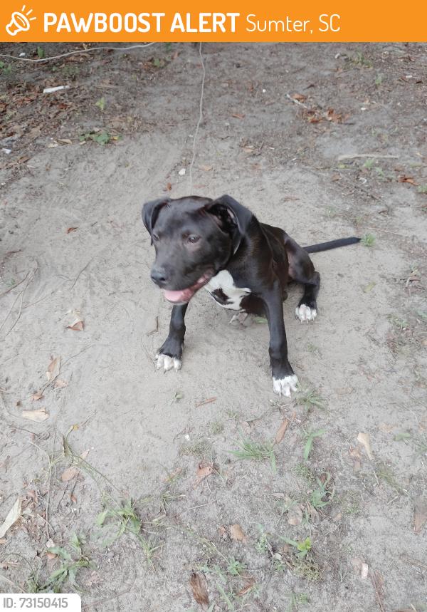 Found/Stray Male Dog last seen H st near williams st and Manning, Sumter, SC 29150