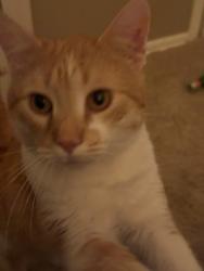 Found/Stray Male Cat last seen Geneva Road, Wheaton, IL 60187