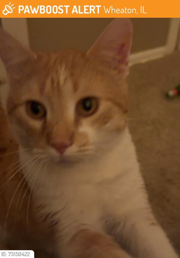 Found/Stray Male Cat last seen Geneva Road, Wheaton, IL 60187
