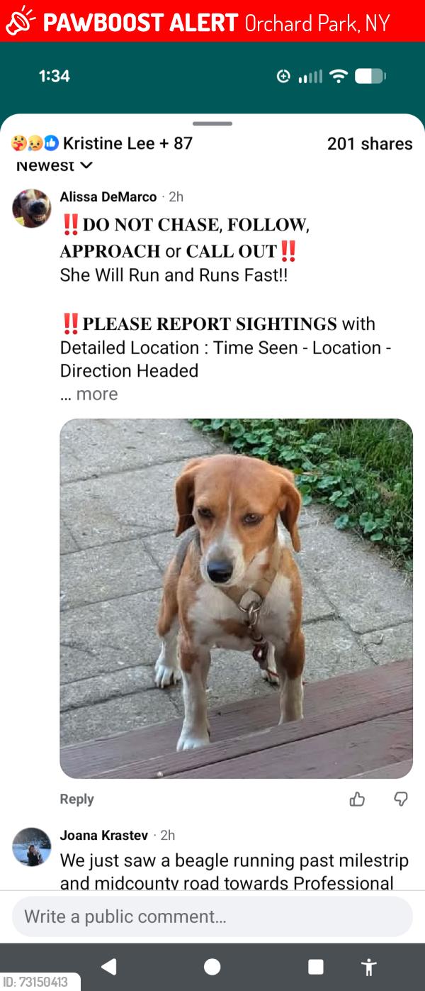 Lost Female Dog last seen N benzing near petsmart, Orchard Park, NY 14127