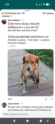 Lost Female Dog last seen N benzing near petsmart, Orchard Park, NY 14127