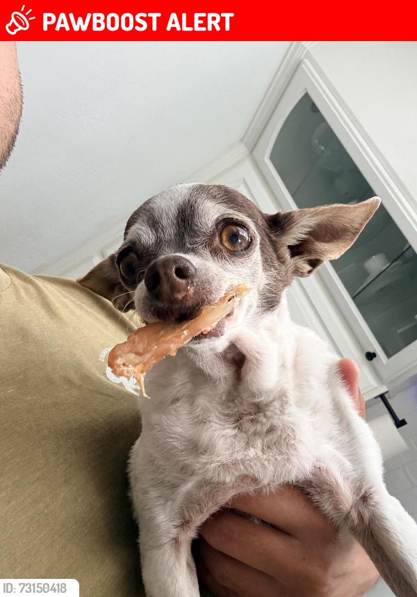 Lost Female Dog last seen Maranatha dr & 243, Idyllwild-Pine Cove, CA 92549