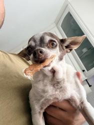Lost Female Dog last seen Maranatha dr & 243, Idyllwild-Pine Cove, CA 92549