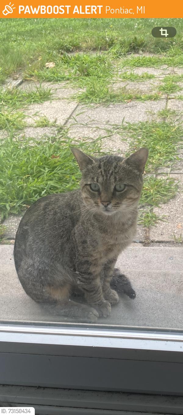 Found/Stray Male Cat last seen Walton and Telegraph, Pontiac, MI 48340
