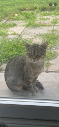 Found/Stray Male Cat last seen Walton and Telegraph, Pontiac, MI 48340