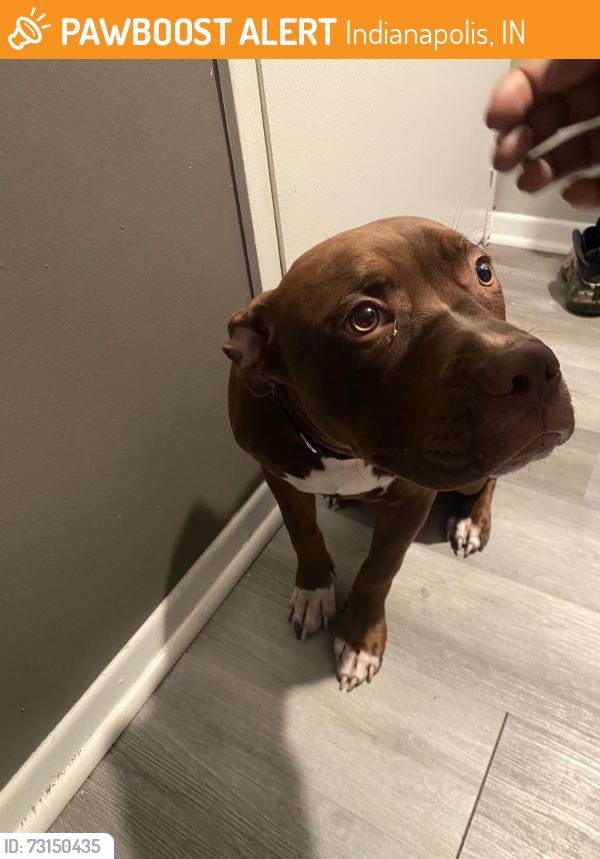 Found/Stray Male Dog last seen Riverbend apmts, Indianapolis, IN 46250