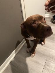 Found/Stray Male Dog last seen Riverbend apmts, Indianapolis, IN 46250