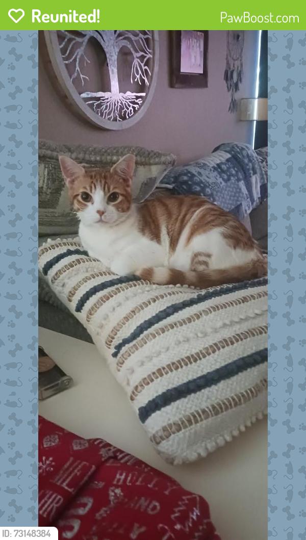 Reunited Male Cat last seen 151, Hunt, Potranco. Brycewood neighborhood behind Sprouts, San Antonio, TX 78251