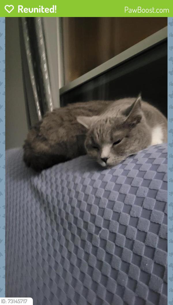 Reunited Female Cat last seen Residential area, Brantford, ON N3T 6L3