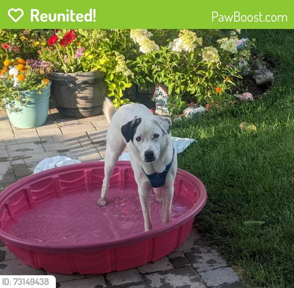 Reunited Male Dog last seen 82nd and Ward St, Arvada, CO 80005