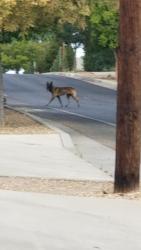 Found/Stray Unknown Dog last seen Solano Dr. SE, Albuquerque, NM 87108