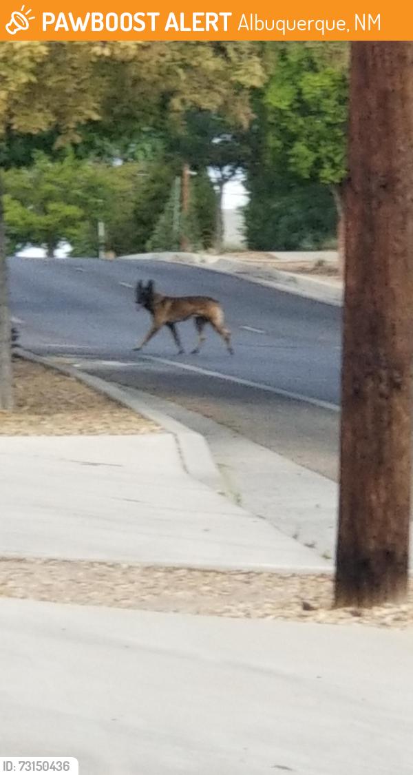 Found/Stray Unknown Dog last seen Solano Dr. SE, Albuquerque, NM 87108
