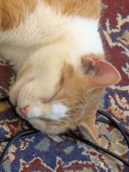 Reunited Male Cat last seen Near Fowler Avenue, Ogden, UT 84403