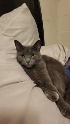 Found/Stray Female Cat last seen Galleria mall, Hoover, AL 35216