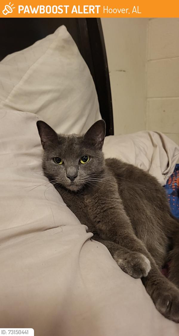 Found/Stray Female Cat last seen Galleria mall, Hoover, AL 35216