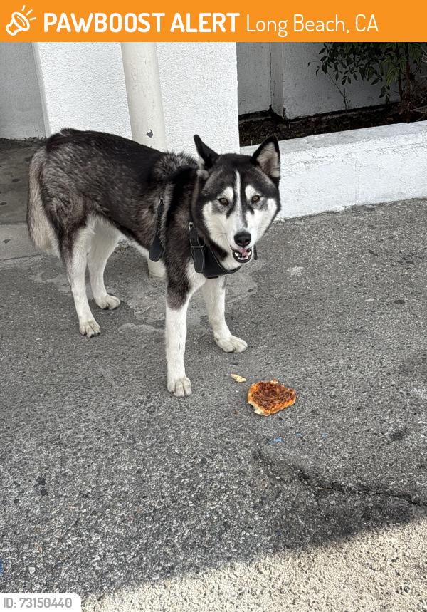 Found/Stray Unknown Dog last seen Anaheim/Raymond Ave, Long Beach, CA 90804