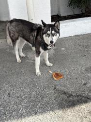 Found/Stray Unknown Dog last seen Anaheim/Raymond Ave, Long Beach, CA 90804