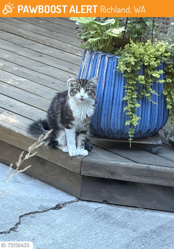 Found/Stray Unknown Cat last seen Park St and Harris, Richland, WA 99354