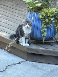 Found/Stray Unknown Cat last seen Park St and Harris, Richland, WA 99354