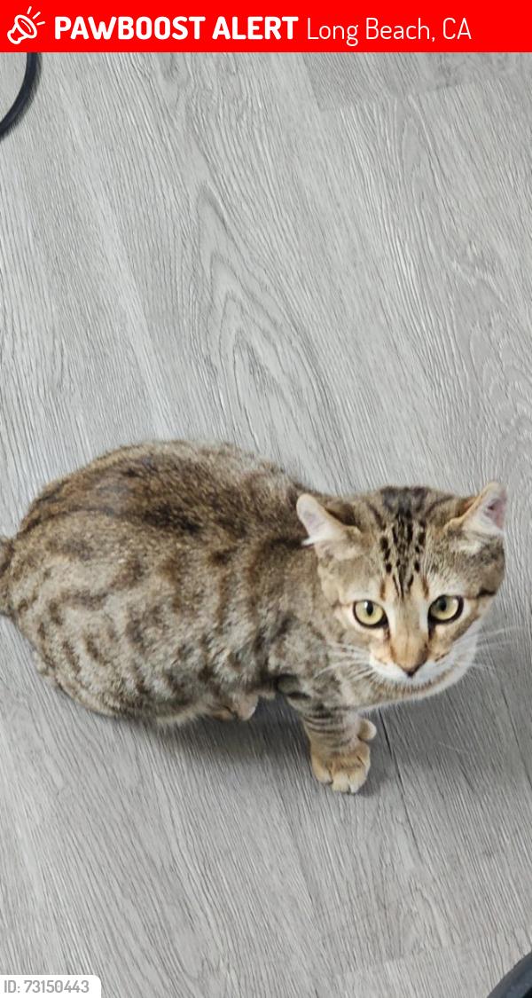 Lost Female Cat last seen Walnut and Hardwick, Long Beach, CA 90807